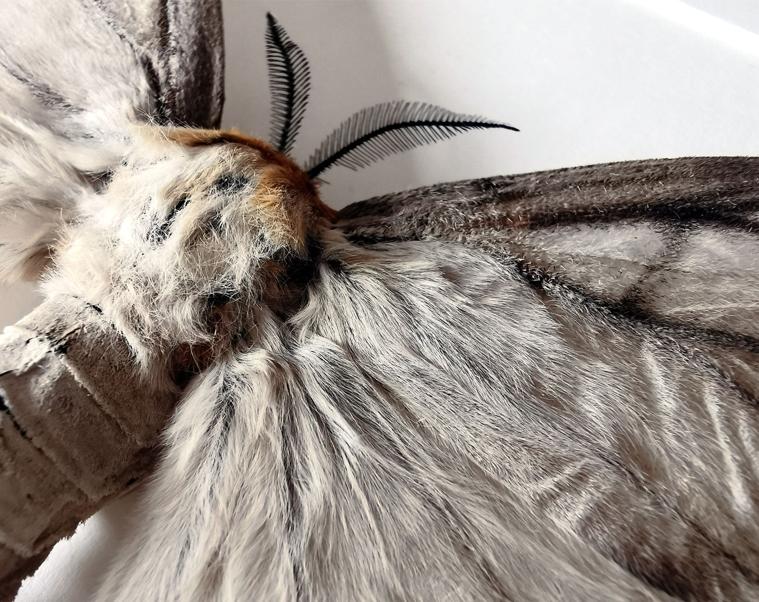 Ceranchia apollina   InsectArt