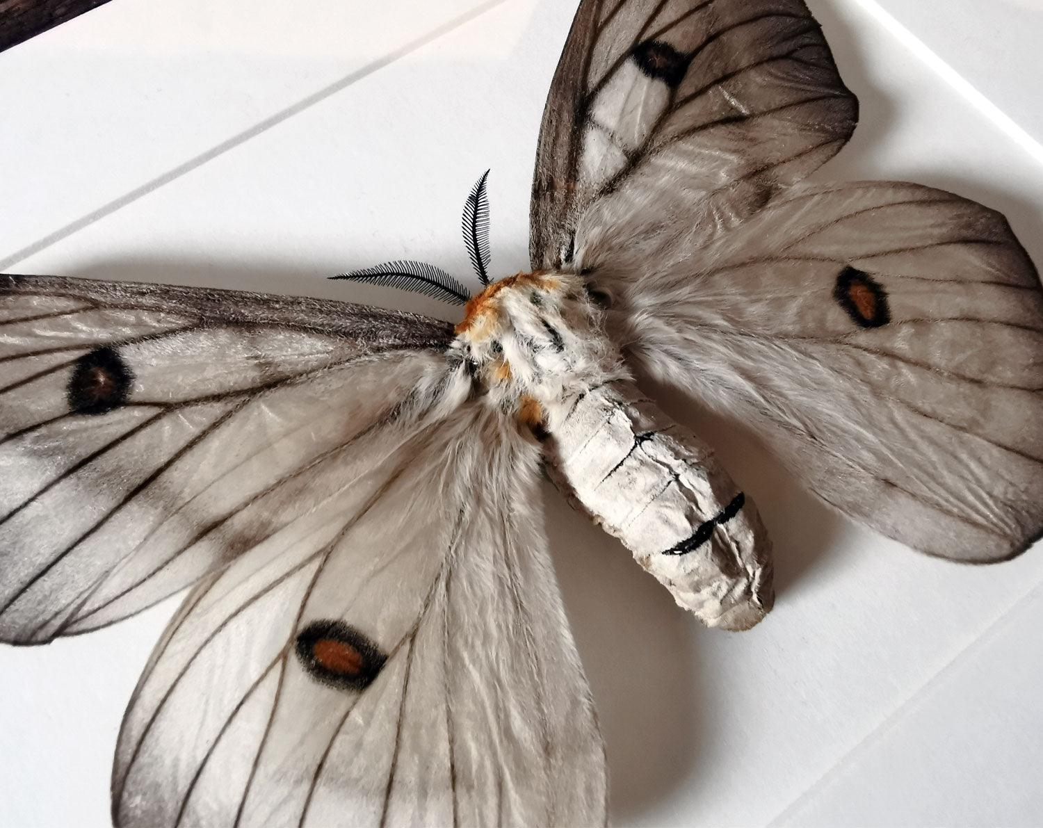 Ceranchia apollina   InsectArt