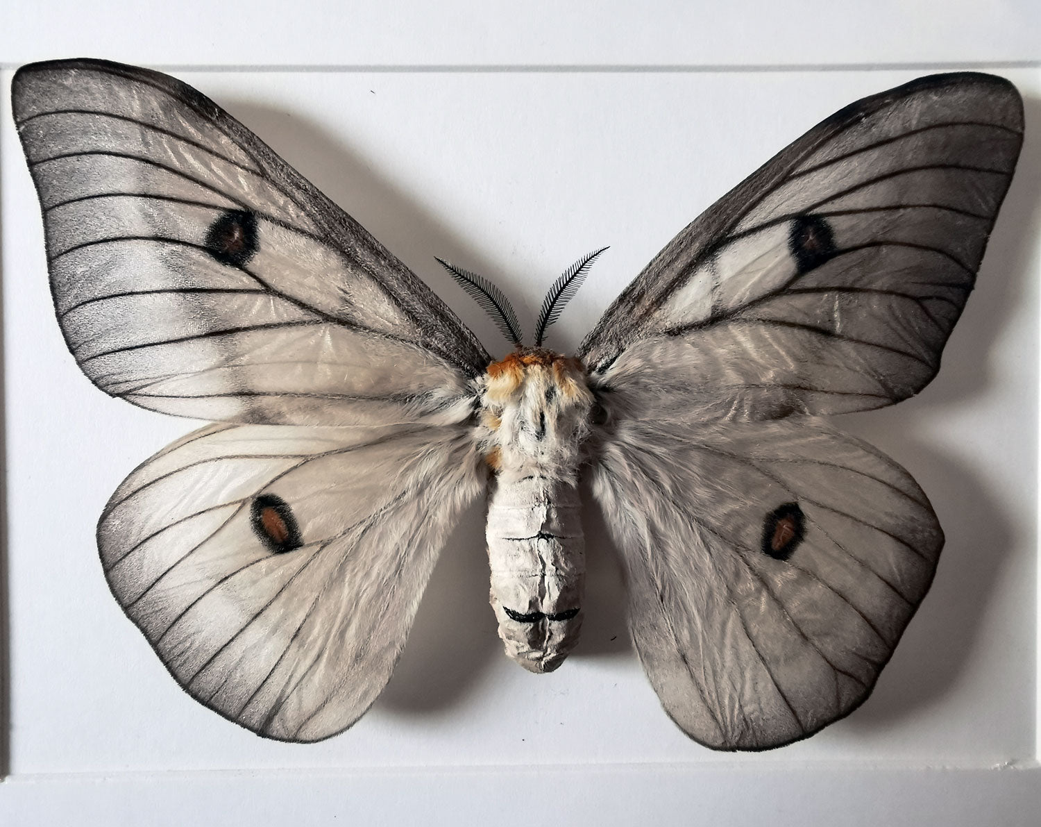 Ceranchia apollina   InsectArt