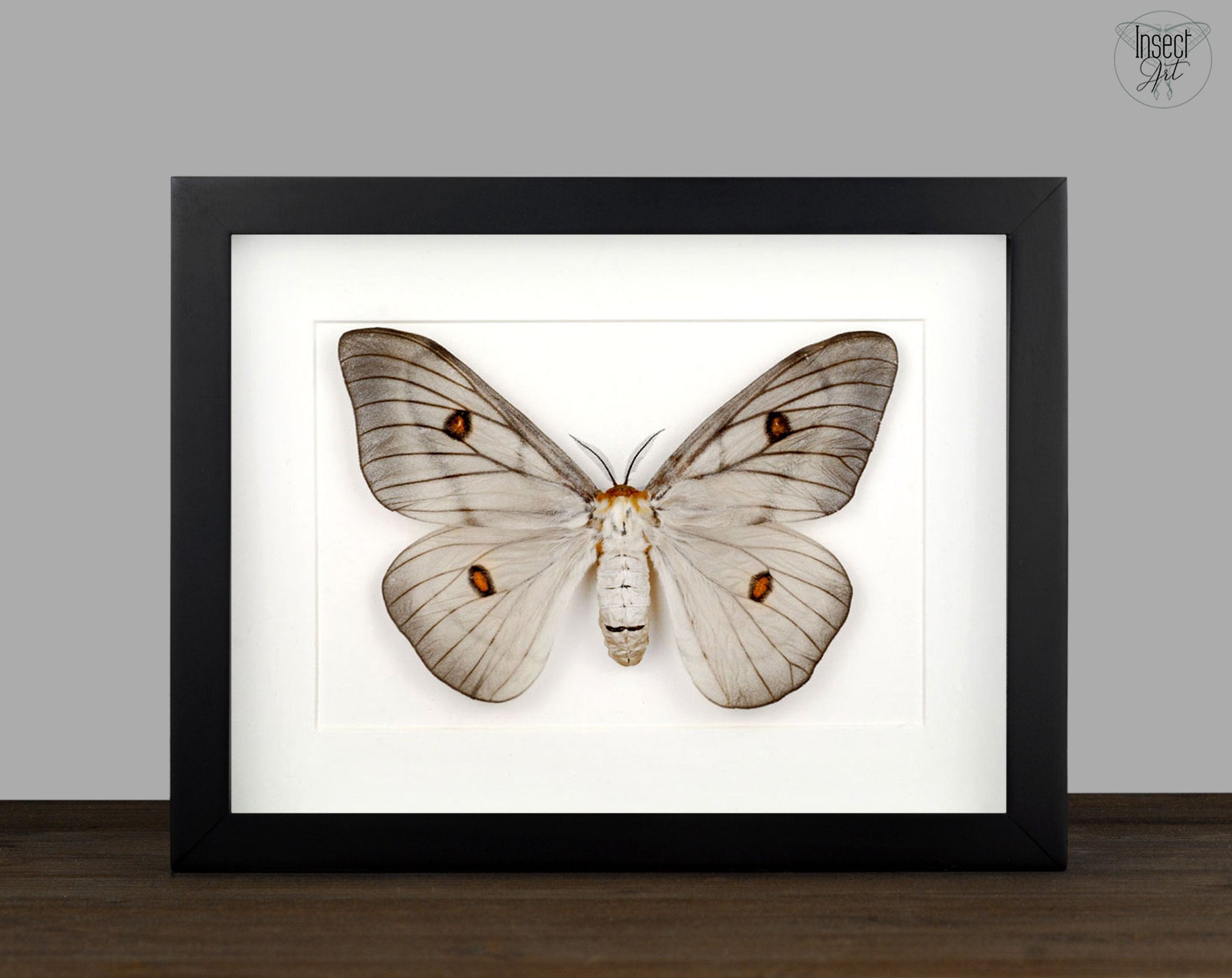 Ceranchia apollina   InsectArt