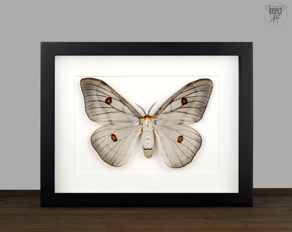 標本 Ceranchia apollina1 pair 104mm 108mm Framed Ghostly Silk Moth: Ceranchia Apollina Female