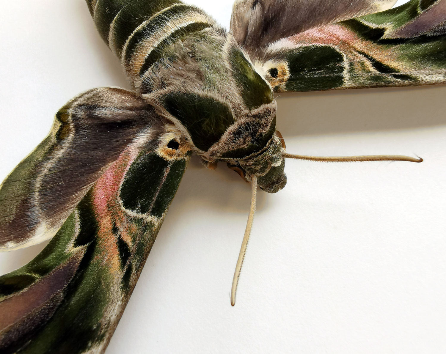 Daphnis nerii   InsectArt