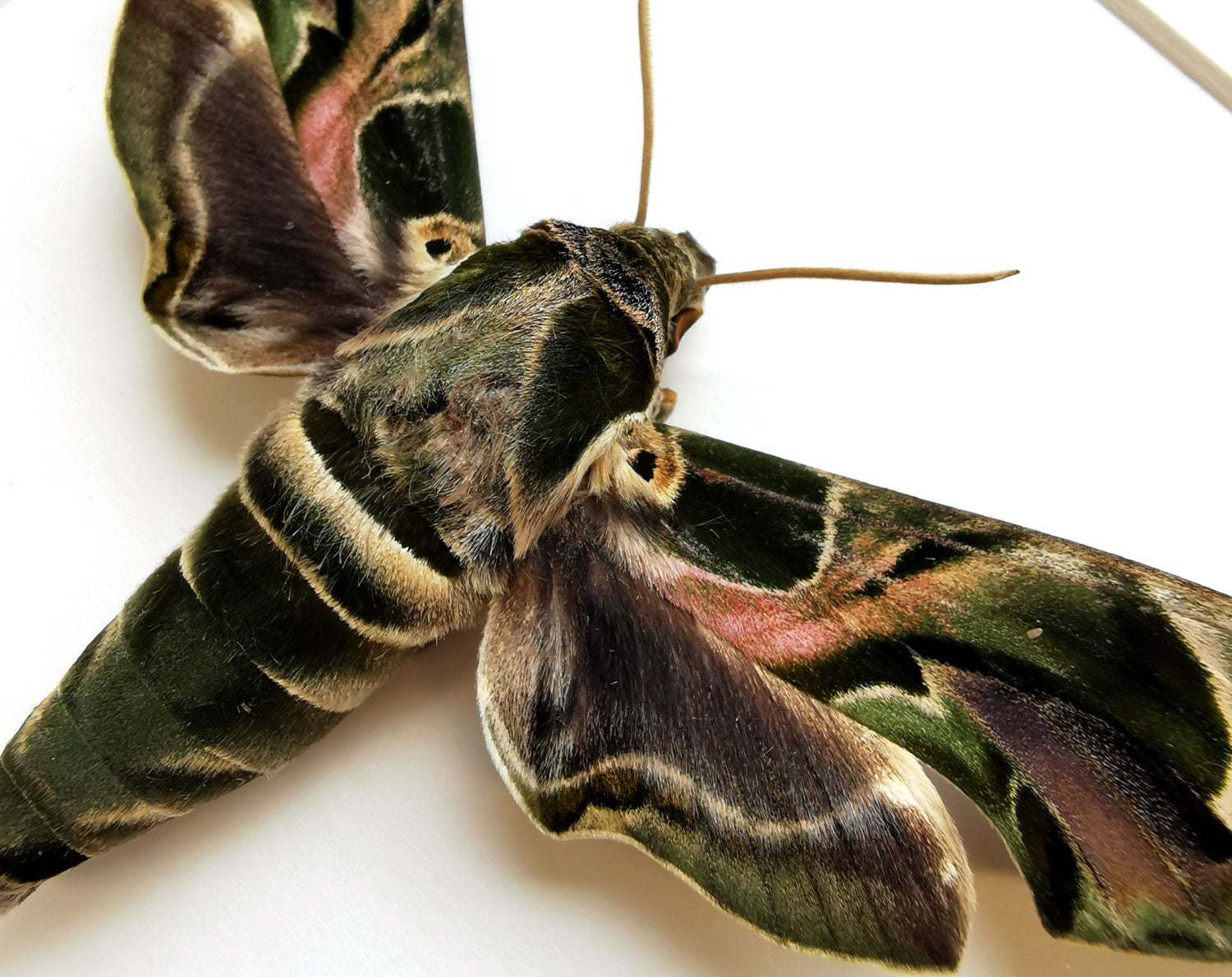 Daphnis nerii   InsectArt
