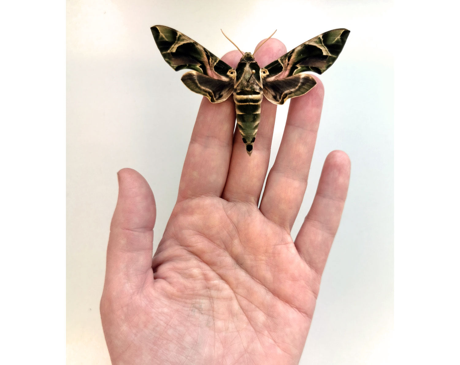 Daphnis nerii   InsectArt