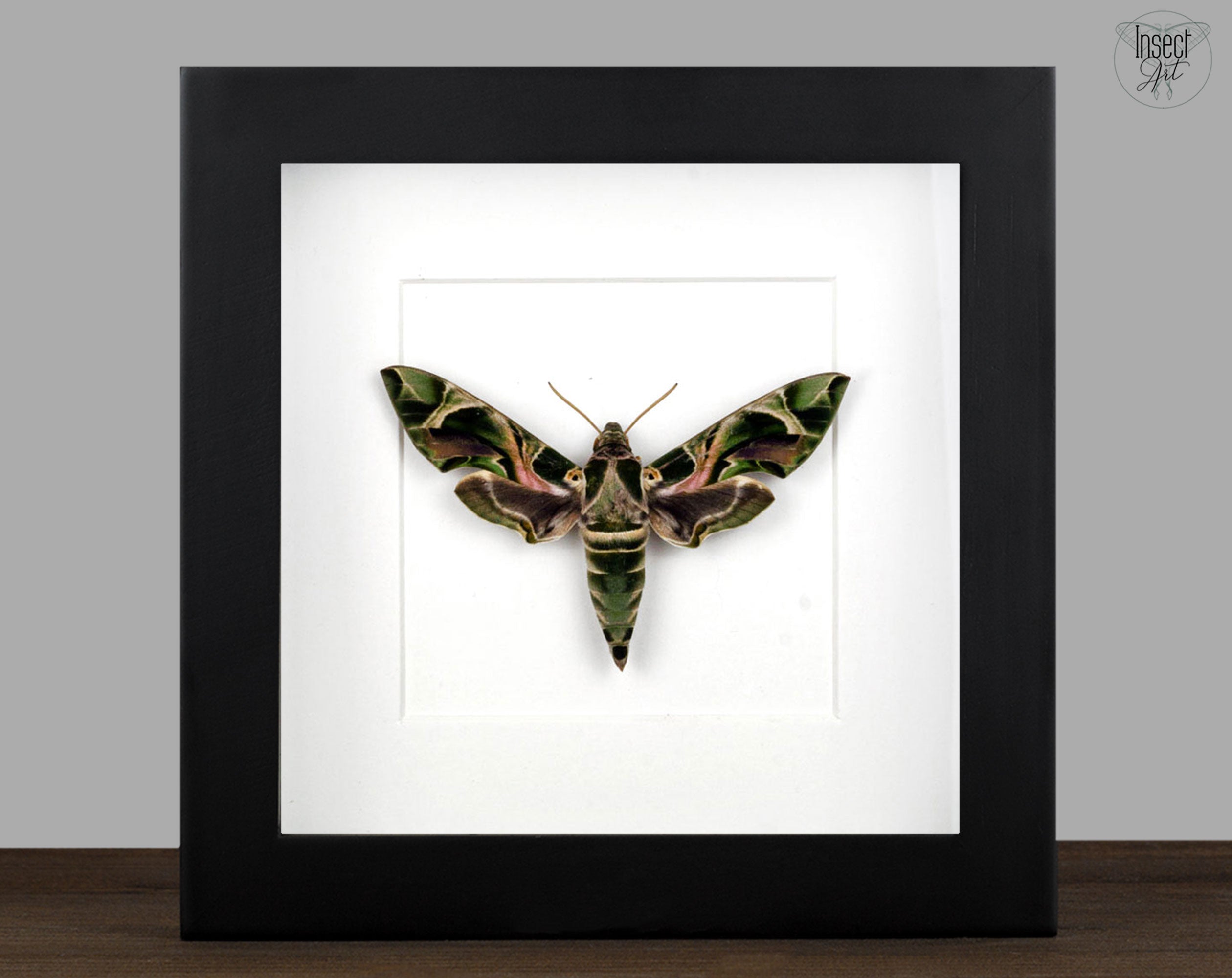 Daphnis nerii   InsectArt