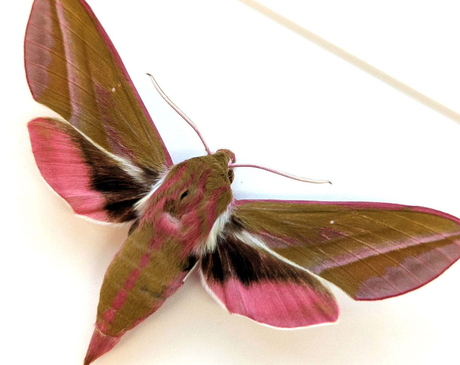Deilephila elpenor   InsectArt