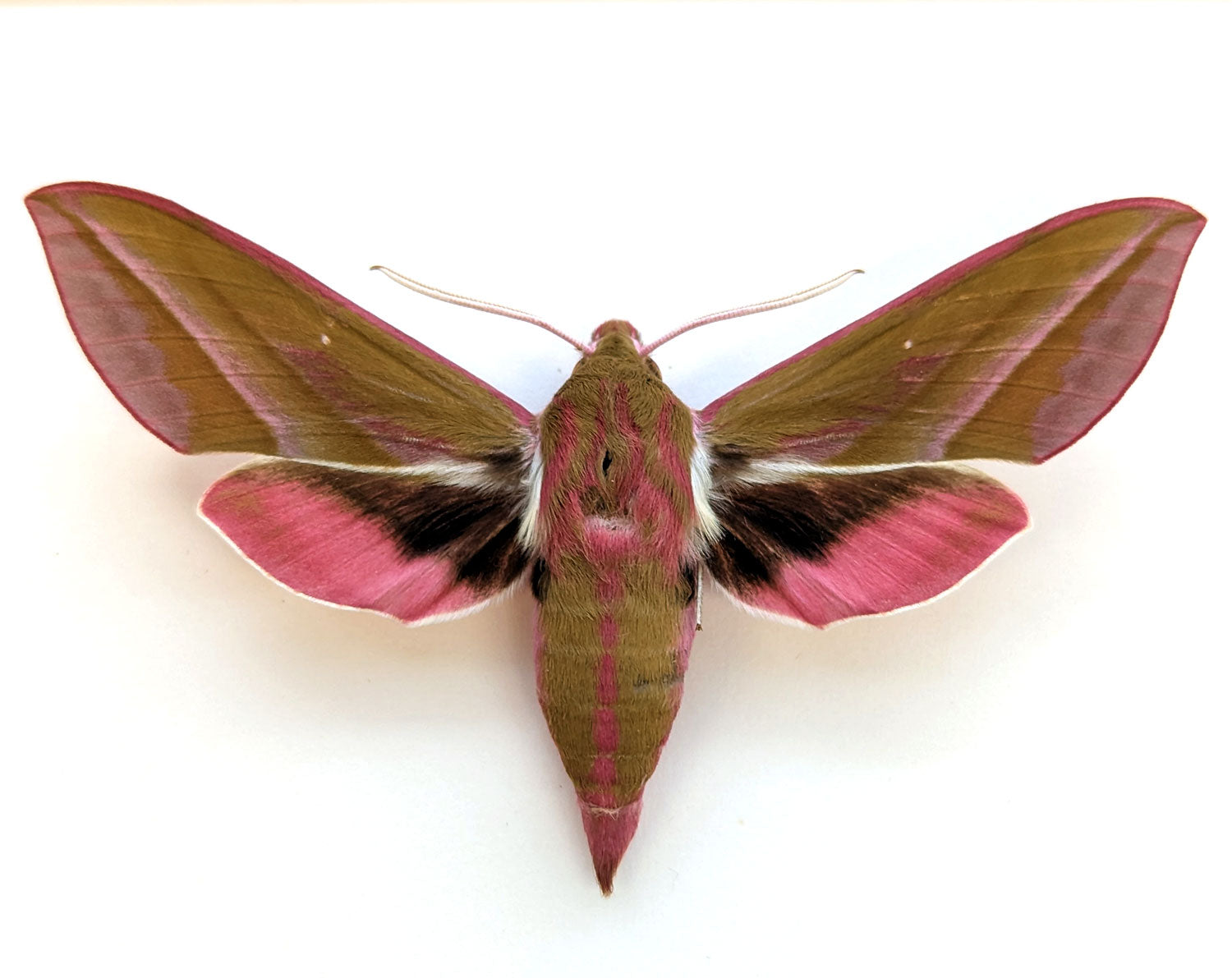 Deilephila elpenor   InsectArt