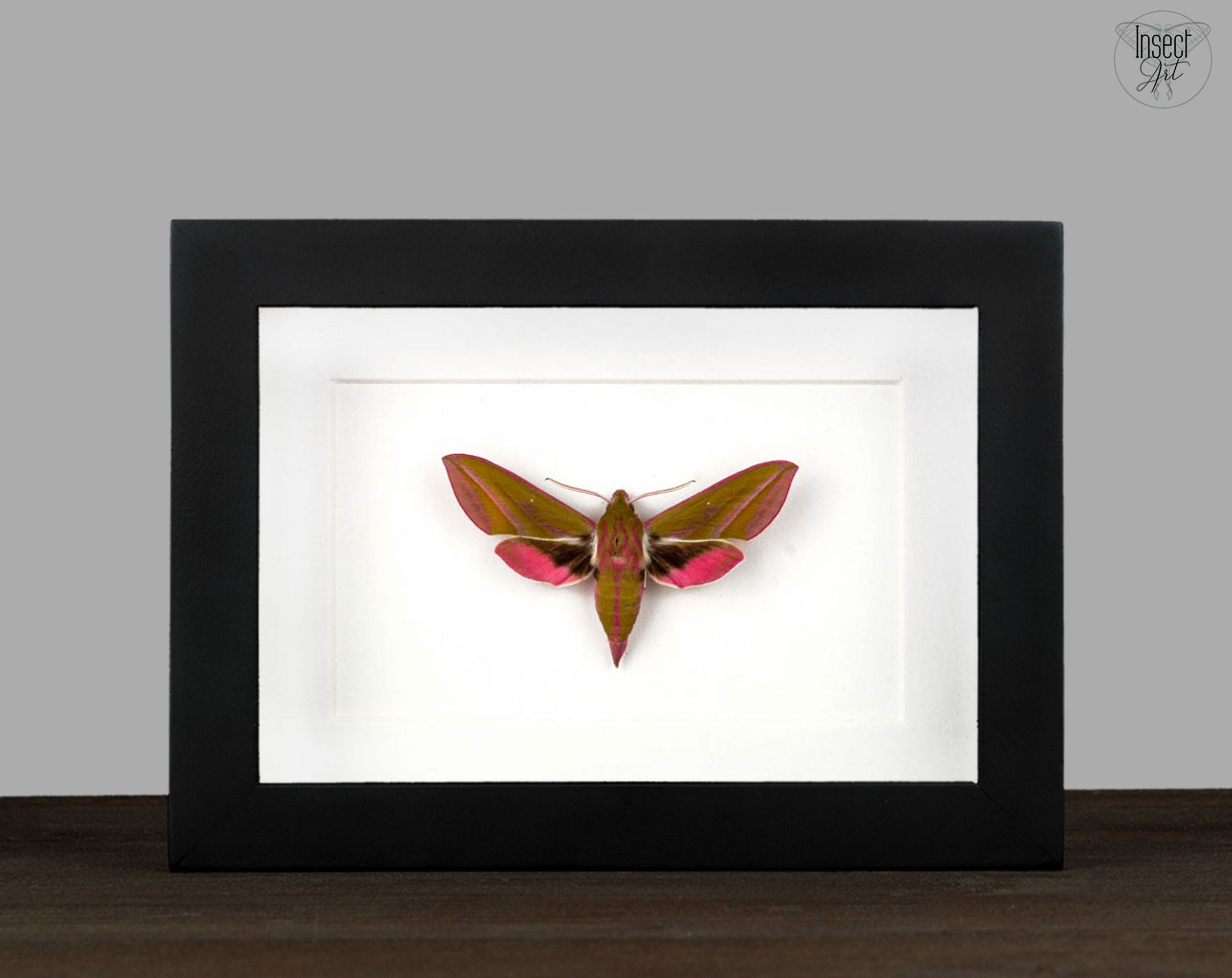 Deilephila elpenor   InsectArt