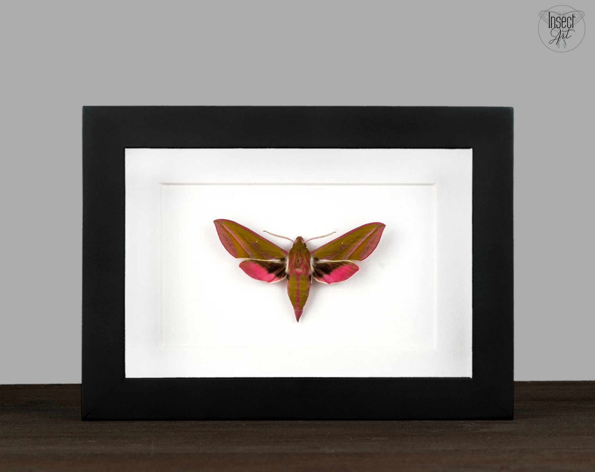 Deilephila elpenor   InsectArt