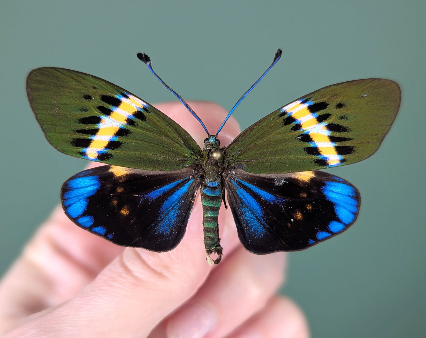 Eterusia repleta, vrai papillon de nuit dans un cadre
