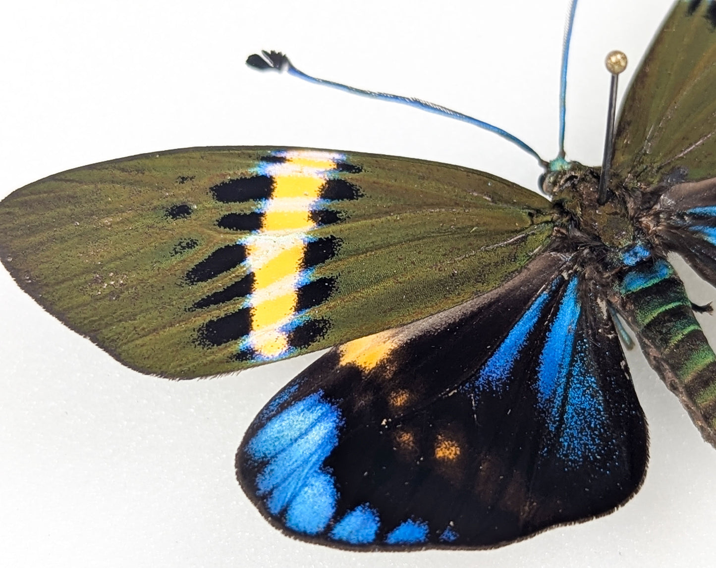Eterusia repleta, vrai papillon de nuit dans un cadre