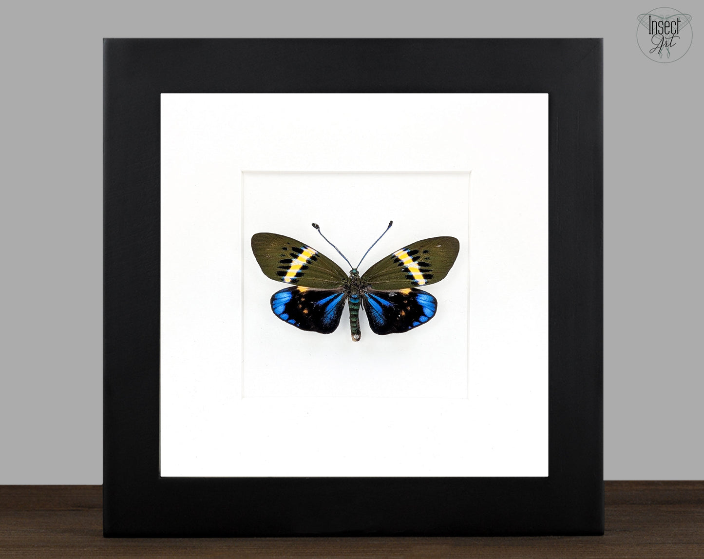 Eterusia repleta, vrai papillon de nuit dans un cadre