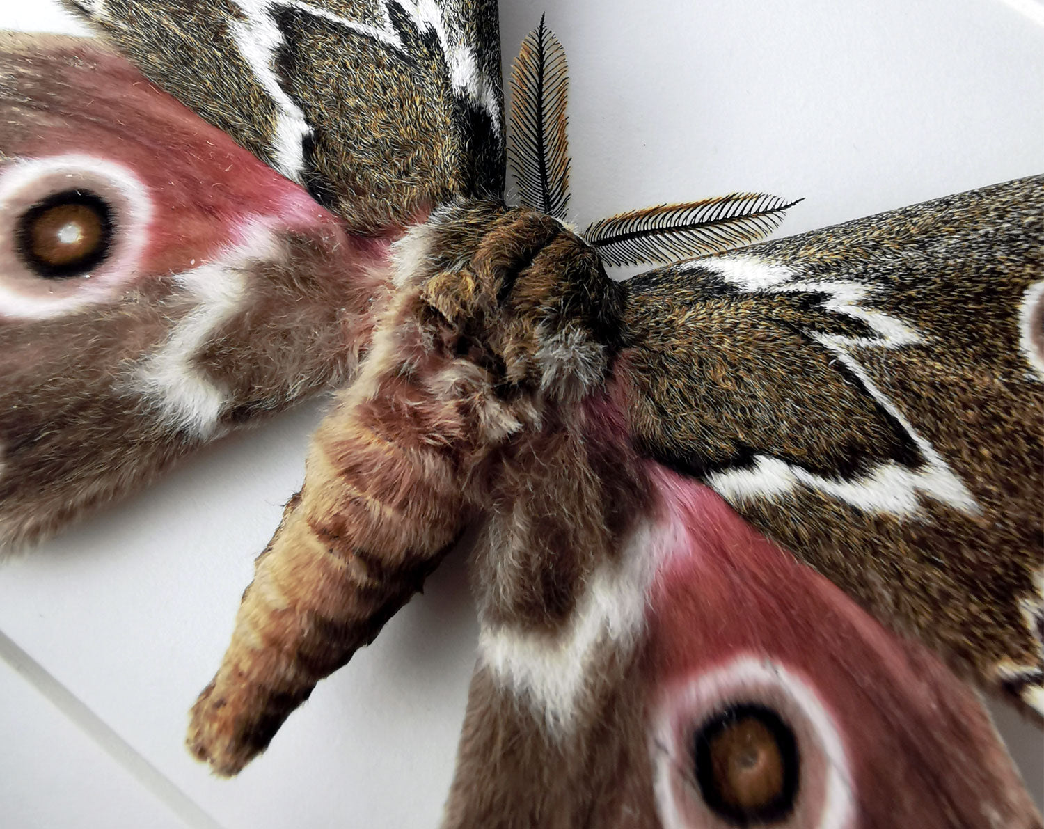 Gonimbrasia tyrrhea   InsectArt