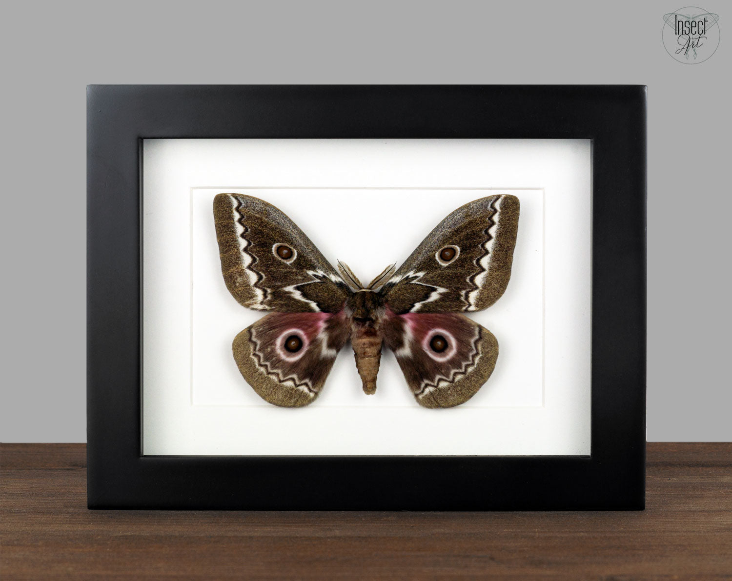 Gonimbrasia tyrrhea   InsectArt