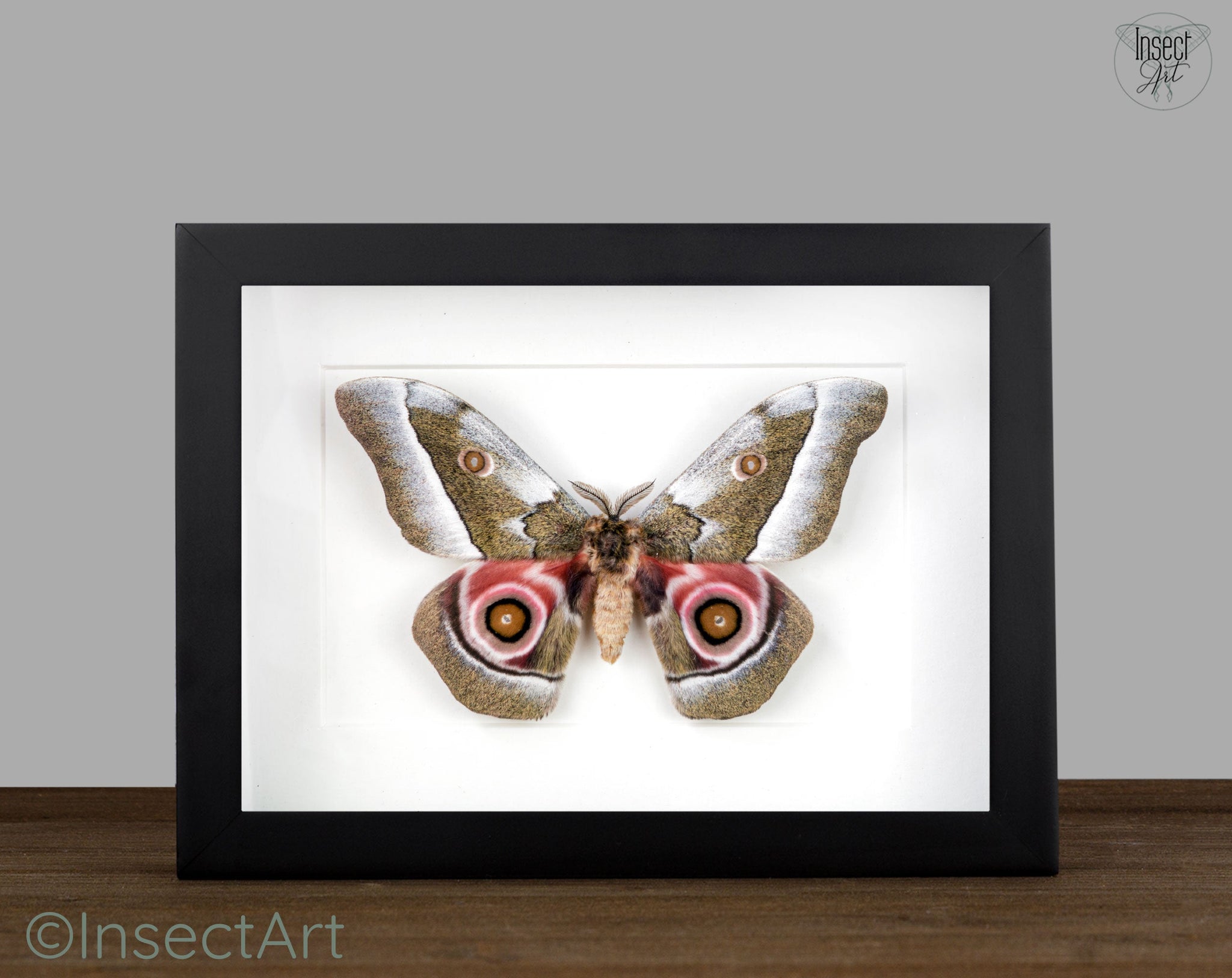 Gonimbrasia zambesina   InsectArt