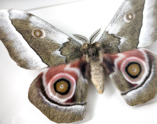 Gonimbrasia zambesina
