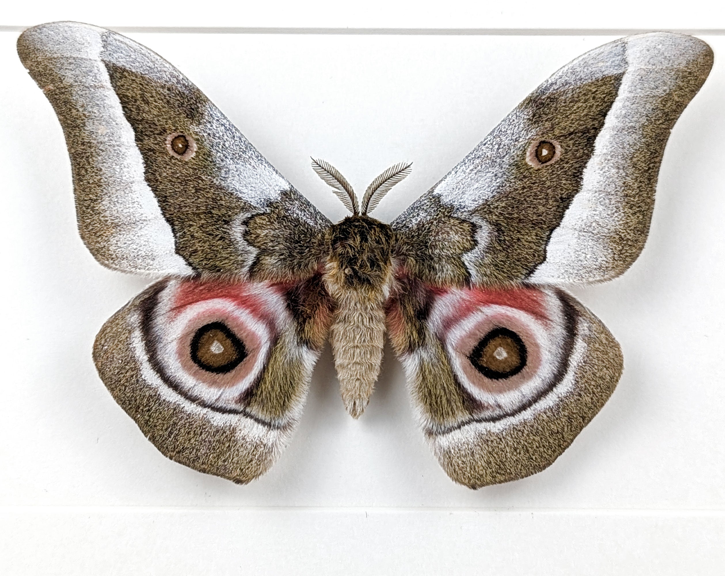 Gonimbrasia zambesina   InsectArt