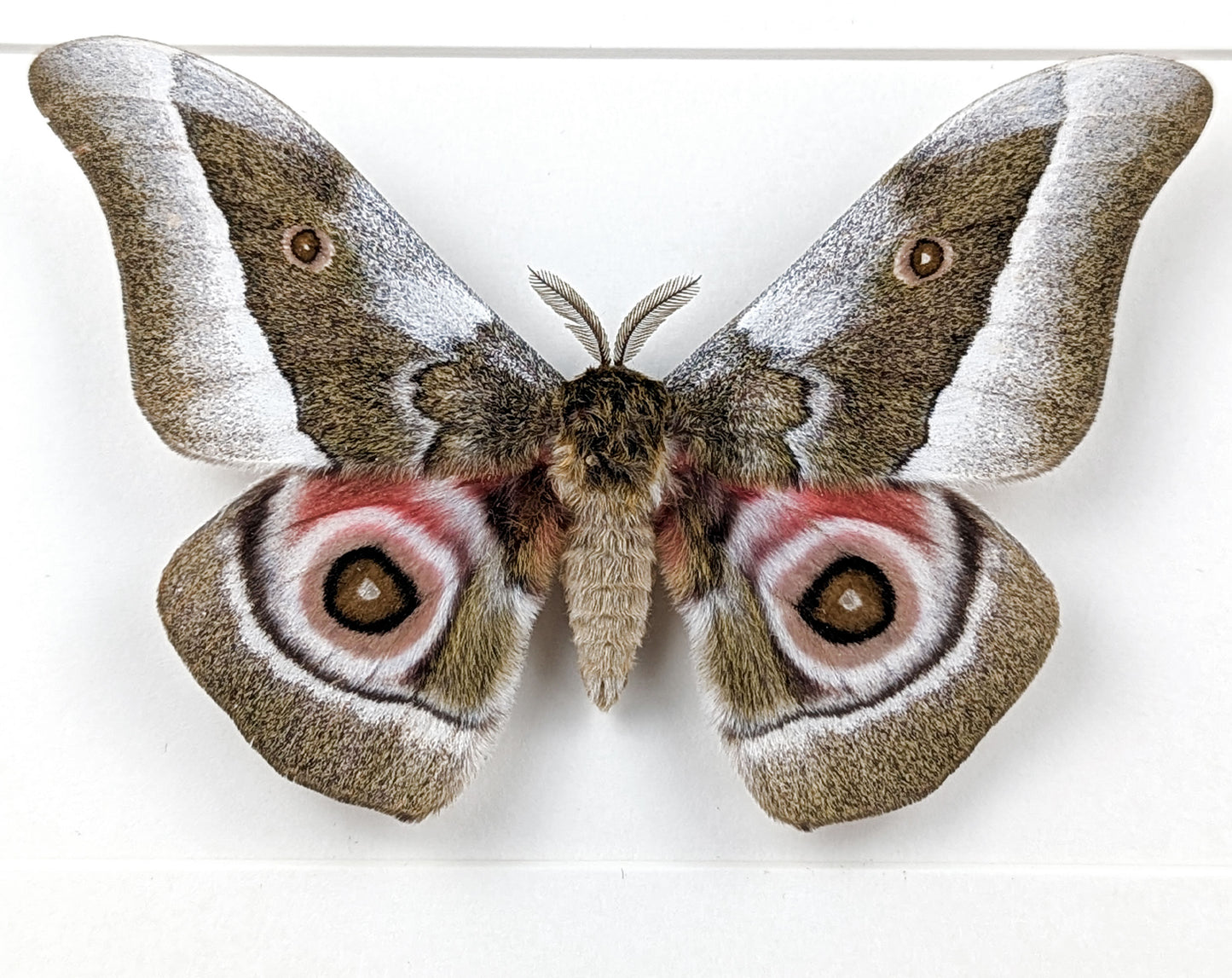 Gonimbrasia zambesina