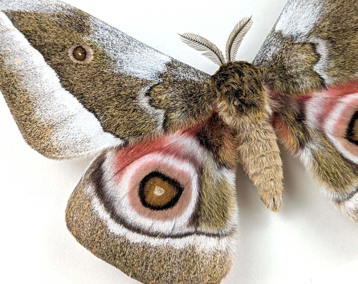Gonimbrasia zambesina