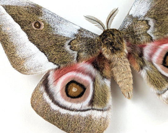 Gonimbrasia zambesina