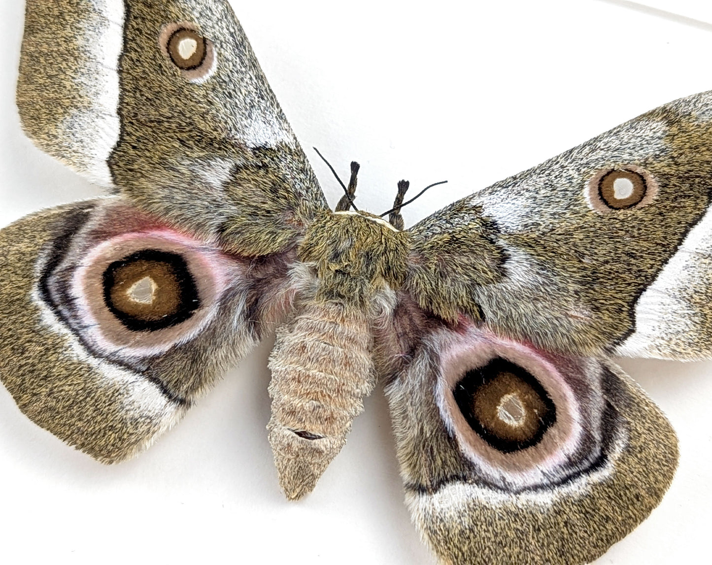 Gonimbrasia zambesina