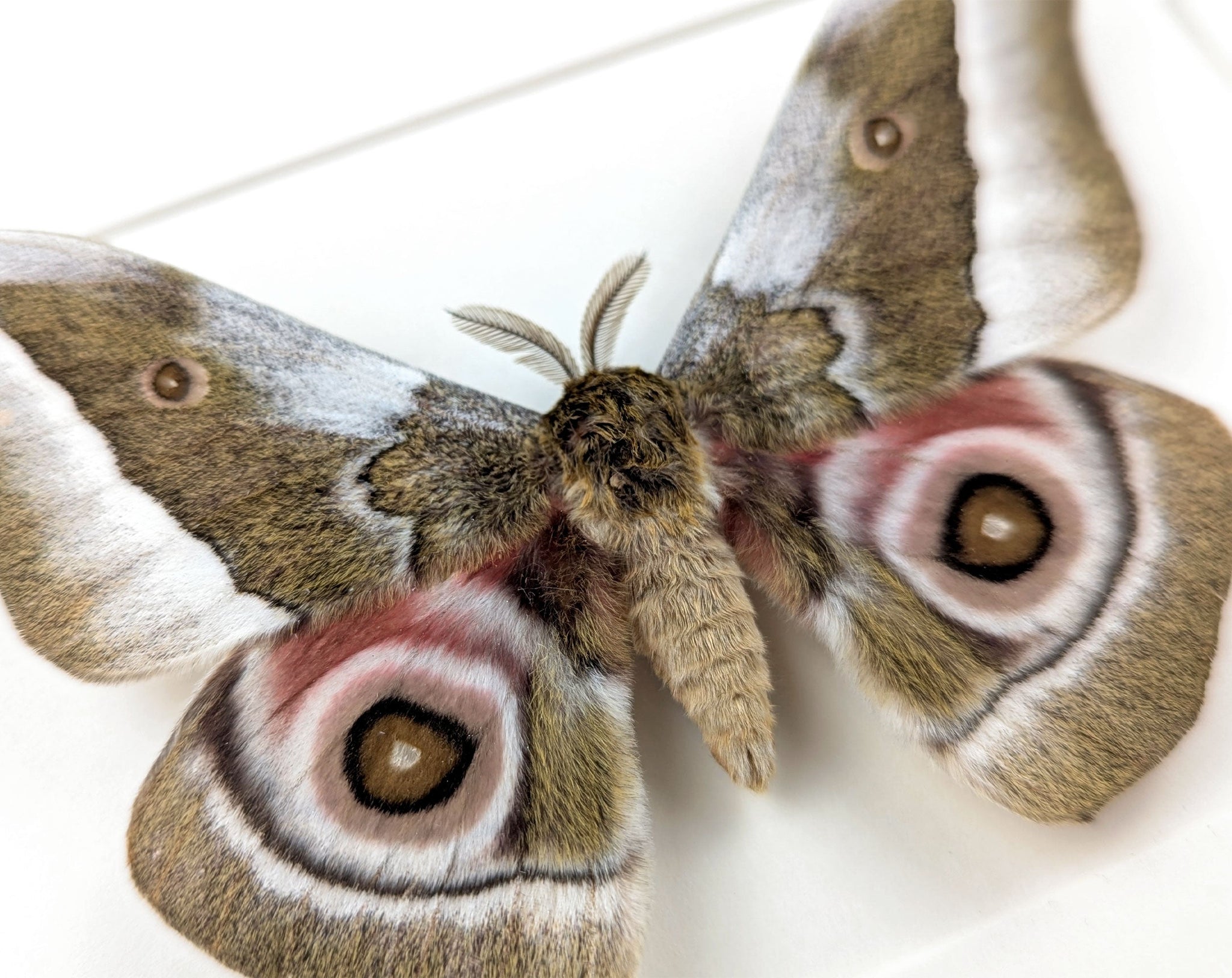 Gonimbrasia zambesina   InsectArt