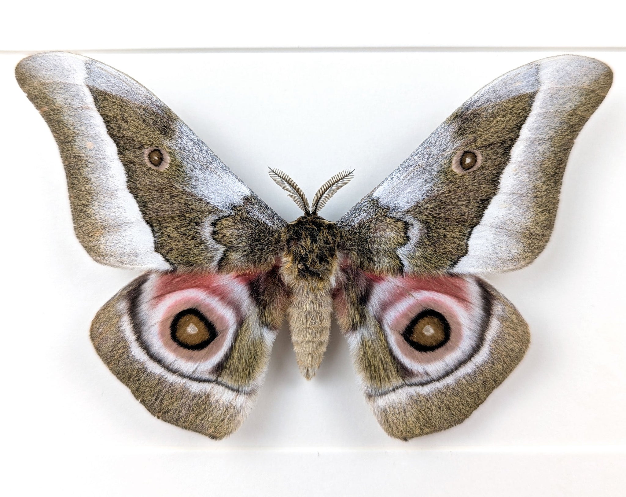 Gonimbrasia zambesina   InsectArt