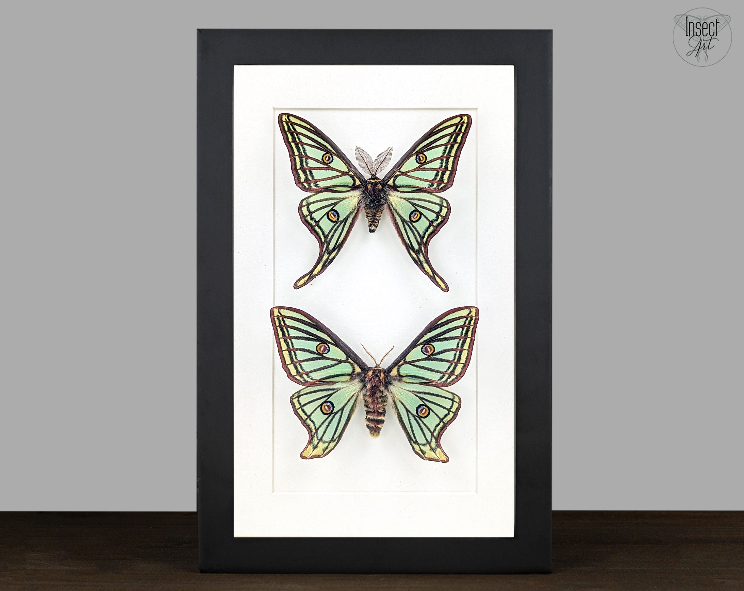 Graellsia isabellae Mondspinner Pärchen im Rahmen