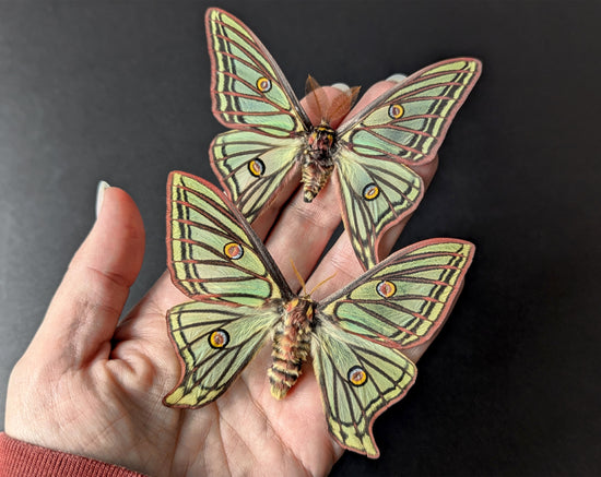 Graellsia isabellae Mondspinner Pärchen im Rahmen