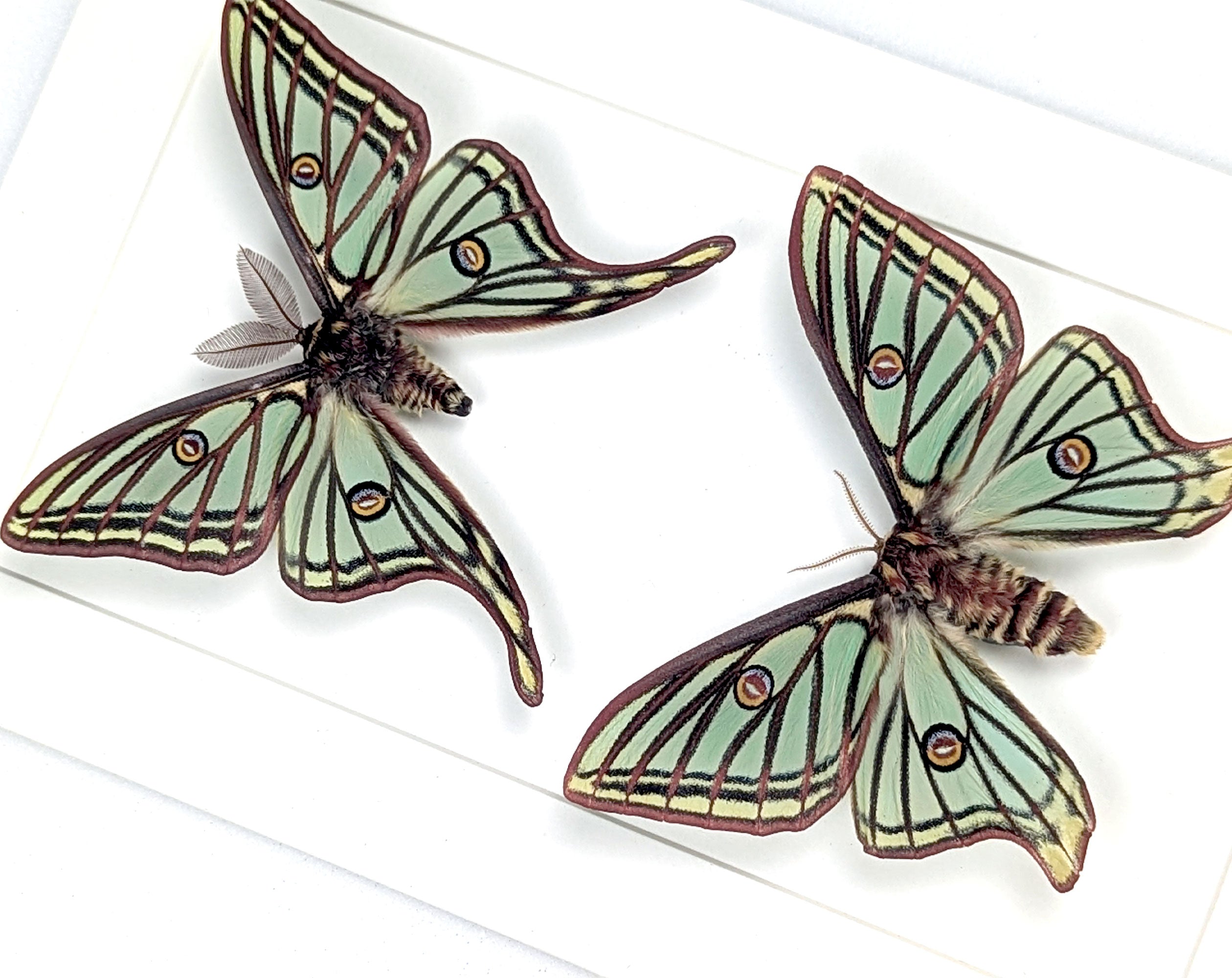 Graellsia isabellae Mondspinner Pärchen im Rahmen