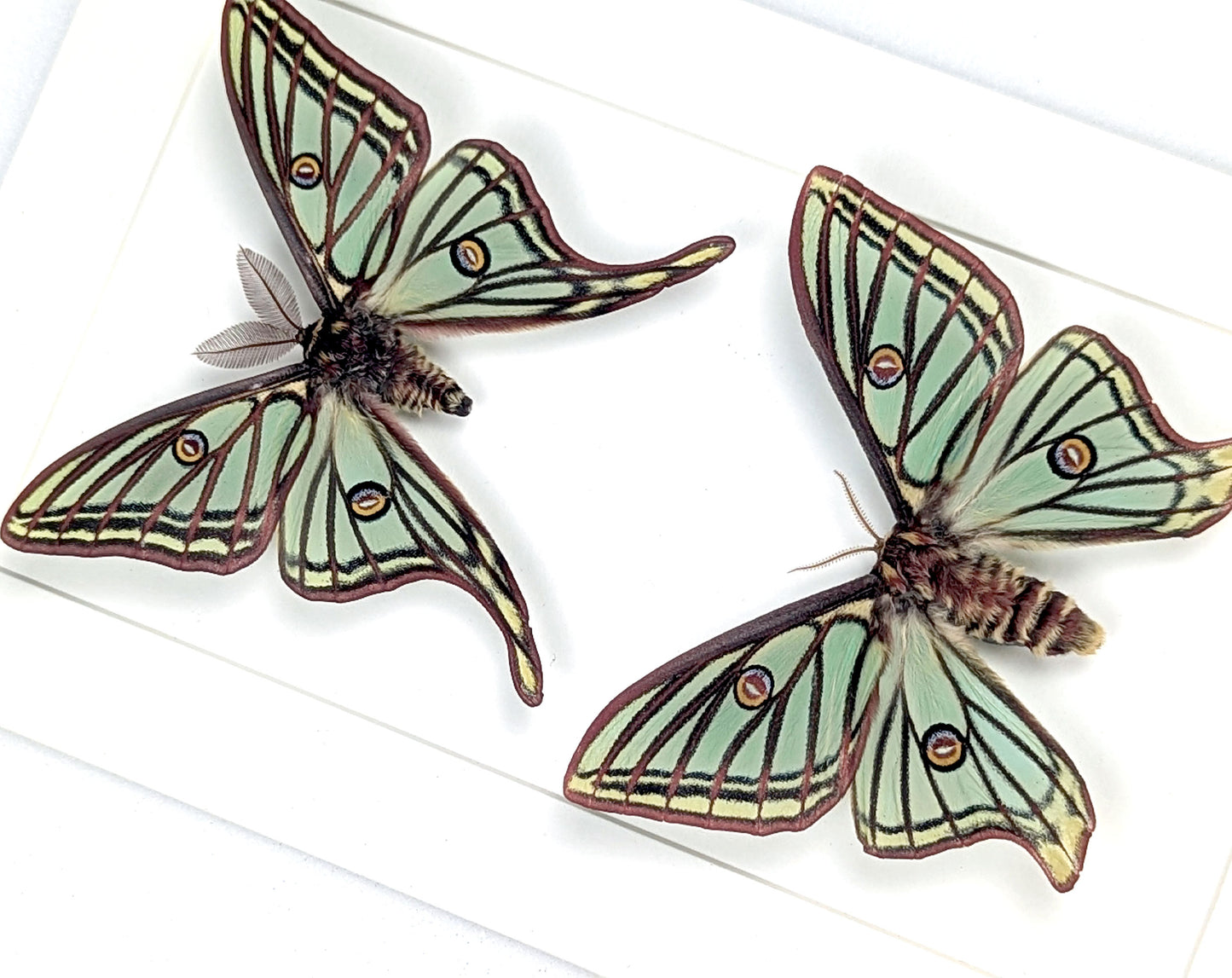 Graellsia isabellae Mondspinner Pärchen im Rahmen