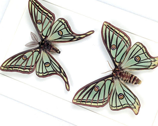 Graellsia isabellae Mondspinner Pärchen im Rahmen