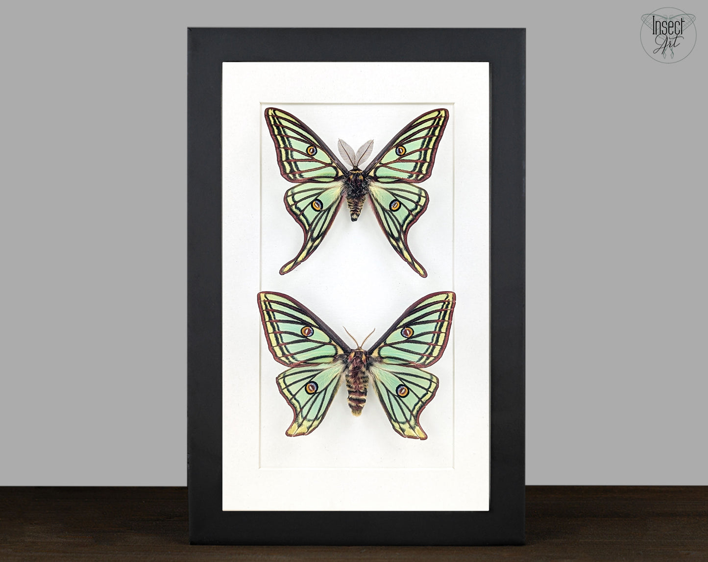 Graellsia isabellae Mondspinner Pärchen im Rahmen