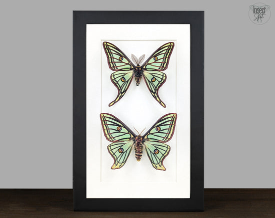 Graellsia isabellae Mondspinner Pärchen im Rahmen