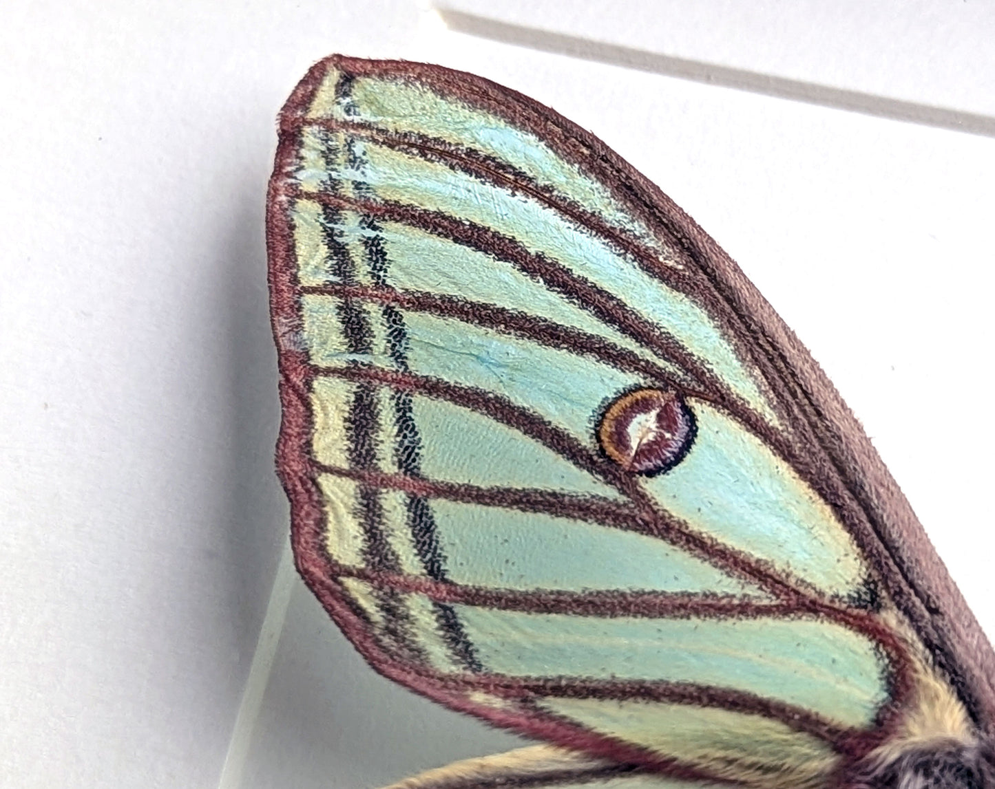 Graellsia isabellae ♀ A2