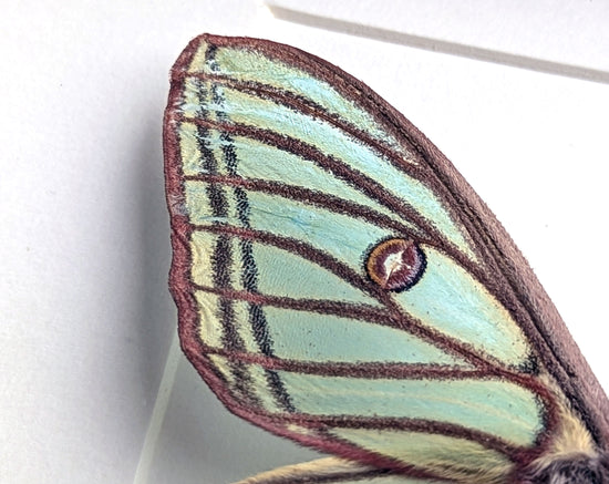 Graellsia isabellae ♀ A2