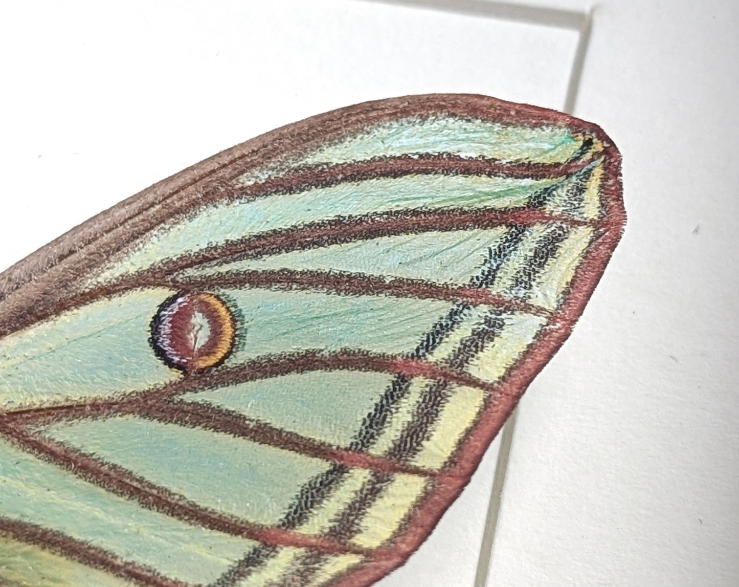 Graellsia isabellae ♀ A2