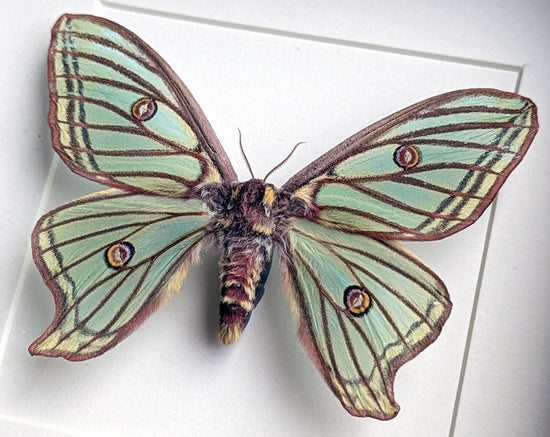 Graellsia isabellae ♀ A2