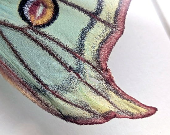 Graellsia isabellae ♀ A2