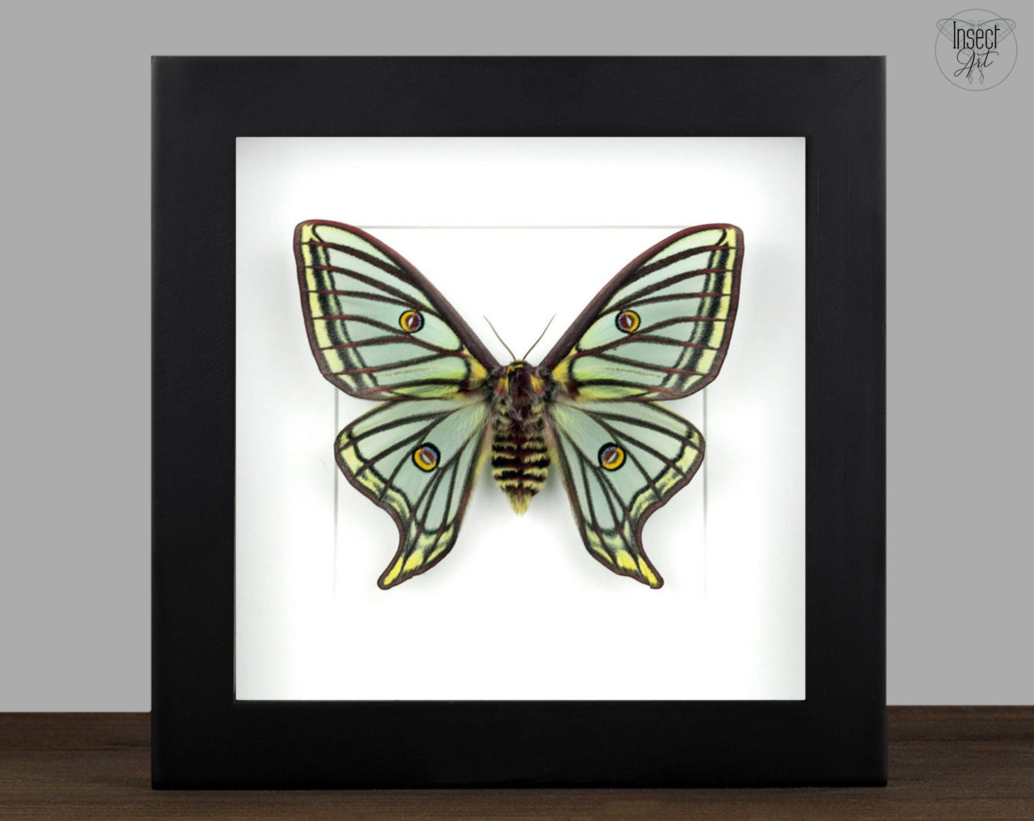 Graellsia isabellae ♀   InsectArt