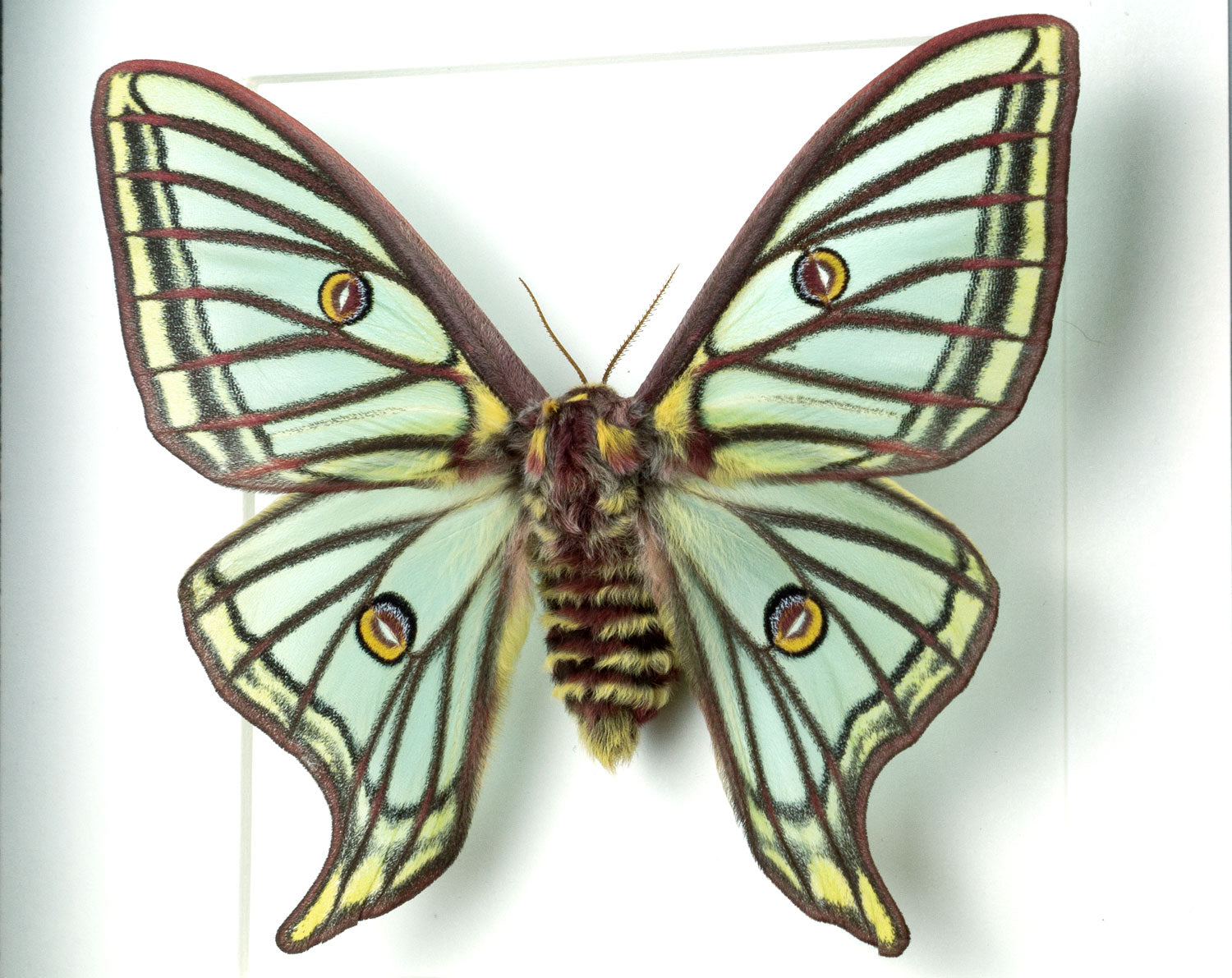 Graellsia isabellae ♀   InsectArt