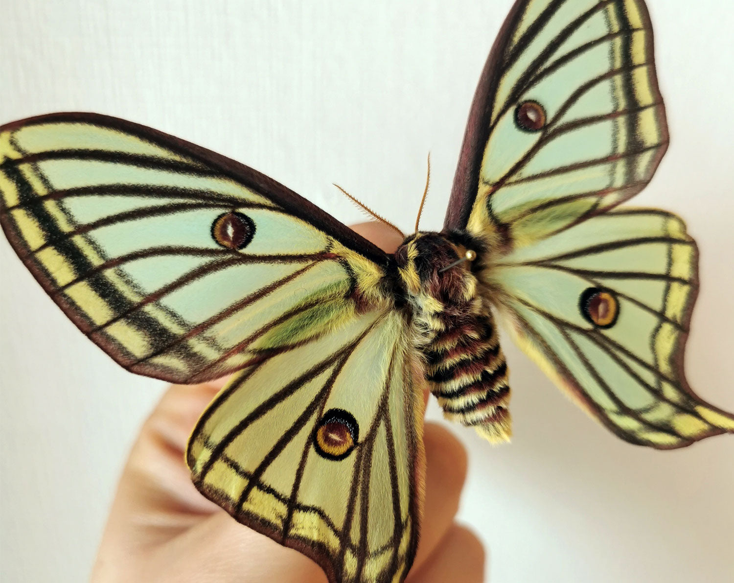 Graellsia isabellae ♀   InsectArt