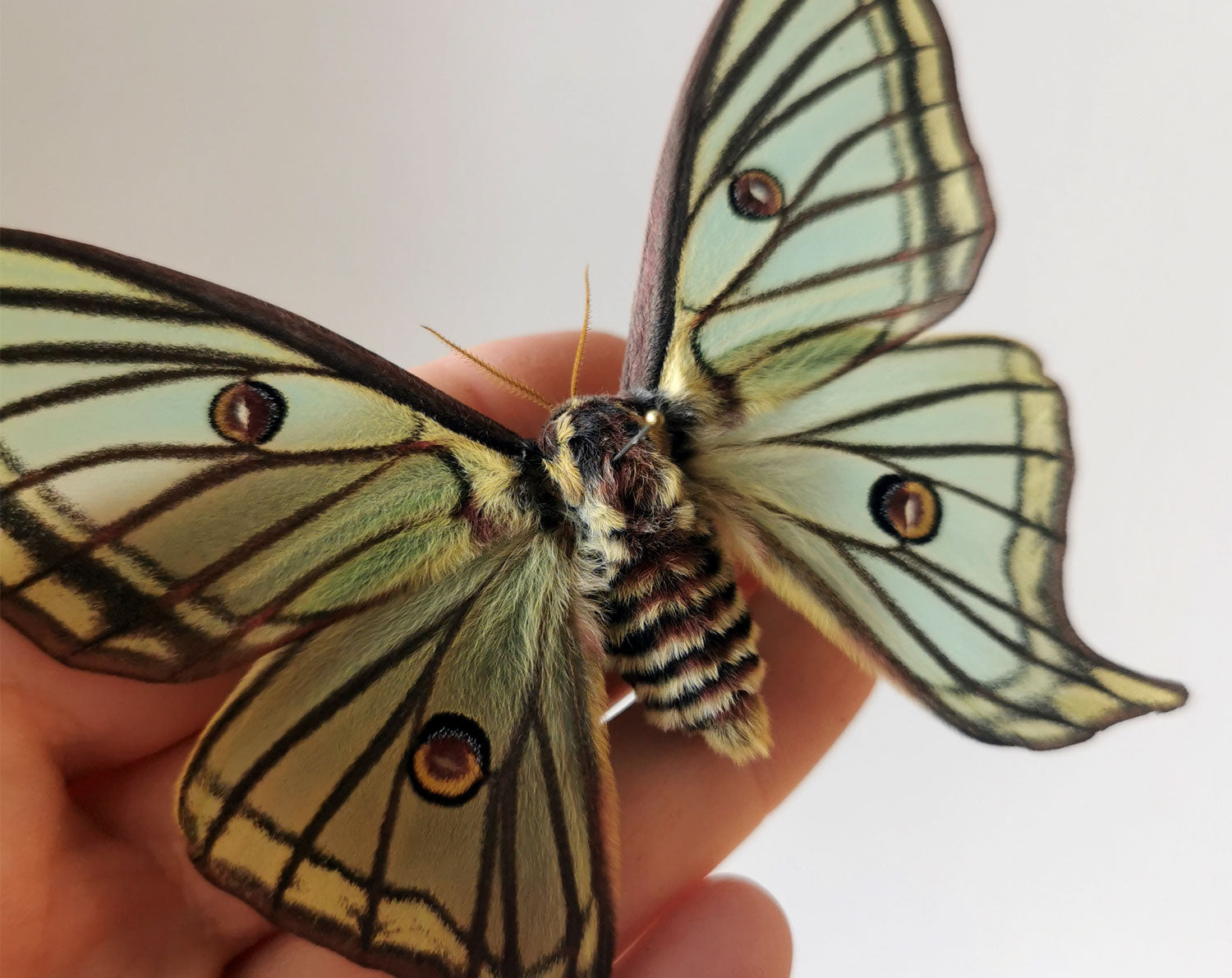 Graellsia isabellae ♀   InsectArt