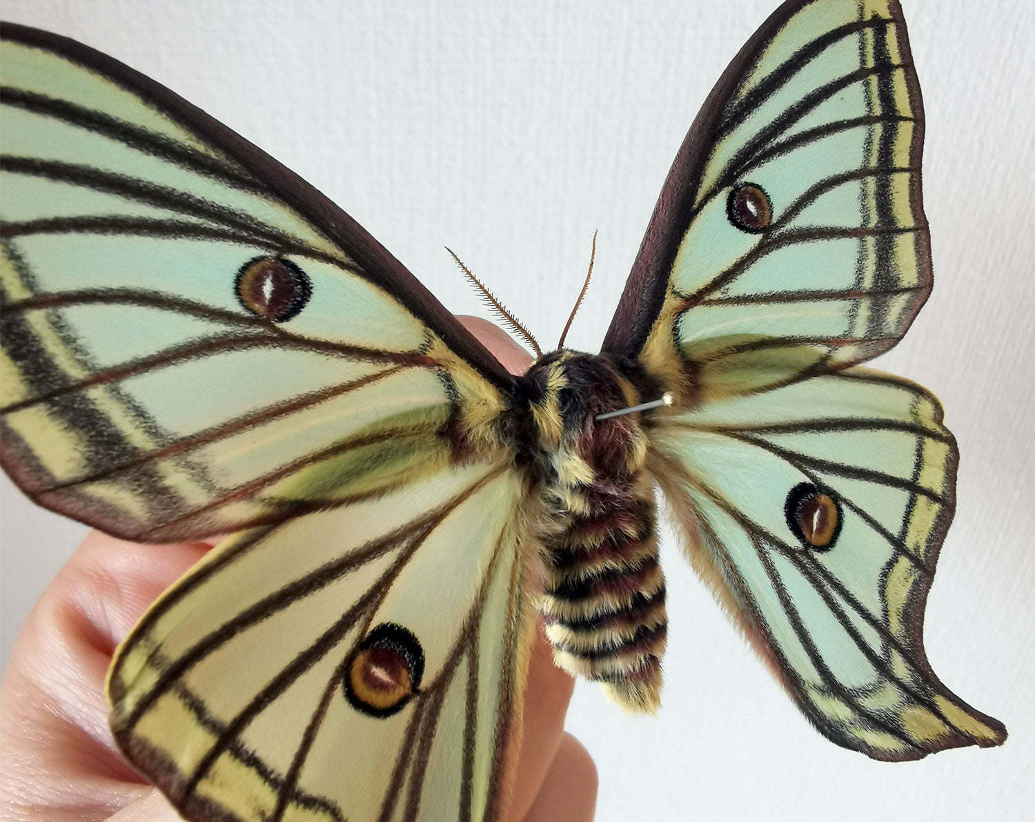 Graellsia isabellae ♀   InsectArt