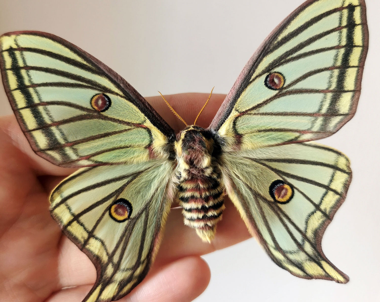 Graellsia isabellae ♀   InsectArt