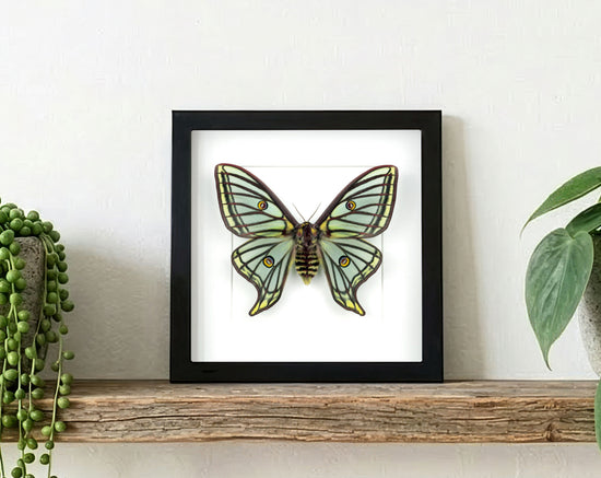 Graellsia isabellae Weibchen, echter Nachtfalter im Rahmen