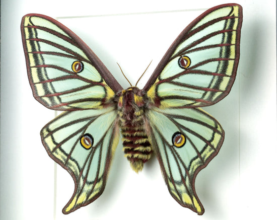 Graellsia isabellae ♀