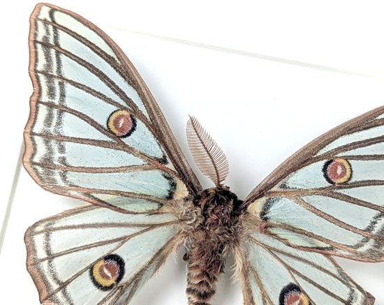 Real Spanish Moon Moth in frame, Graellsia Actias isabellae A2