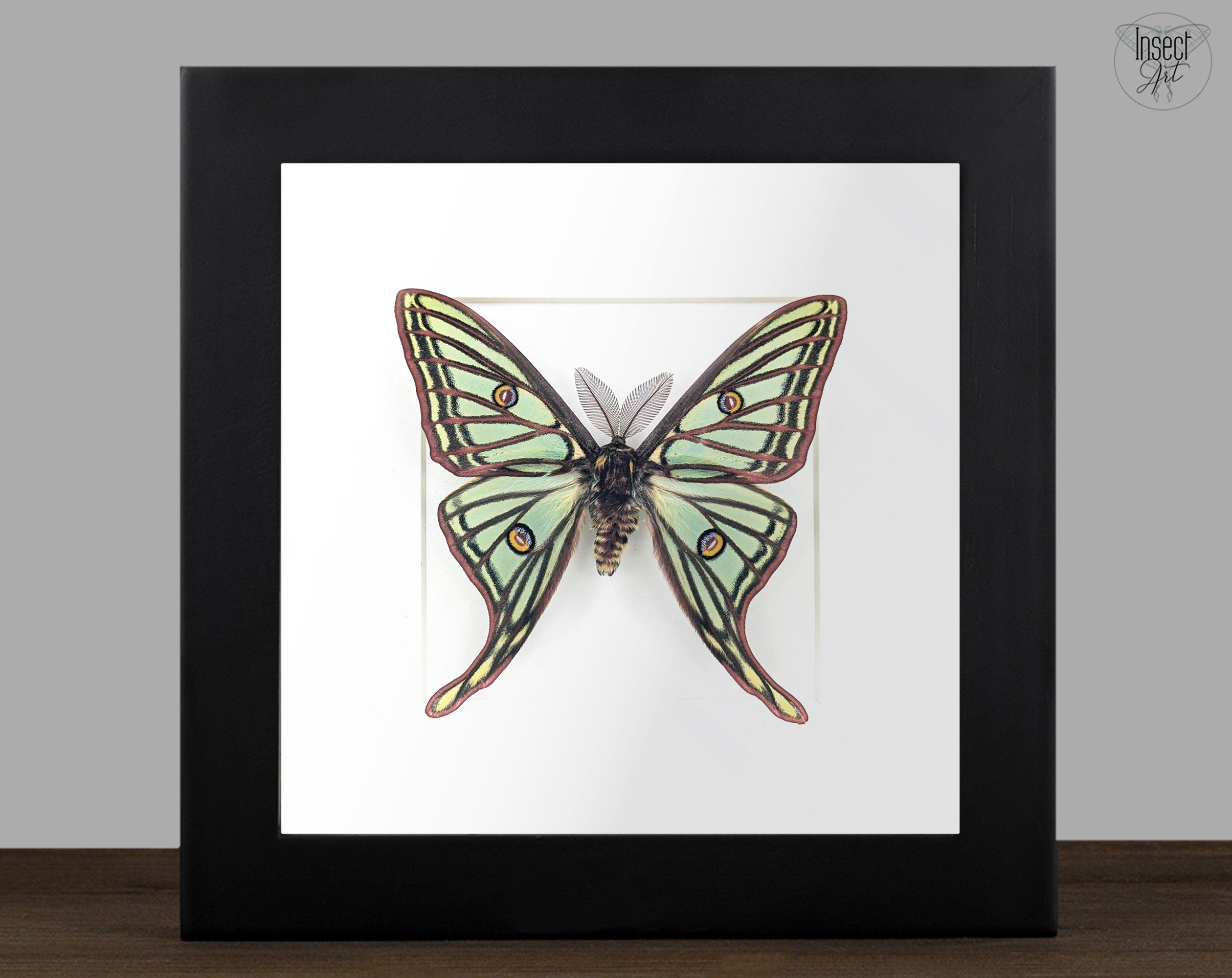 Graellsia isabellae Spanische Mondmotte Männchen im Rahmen