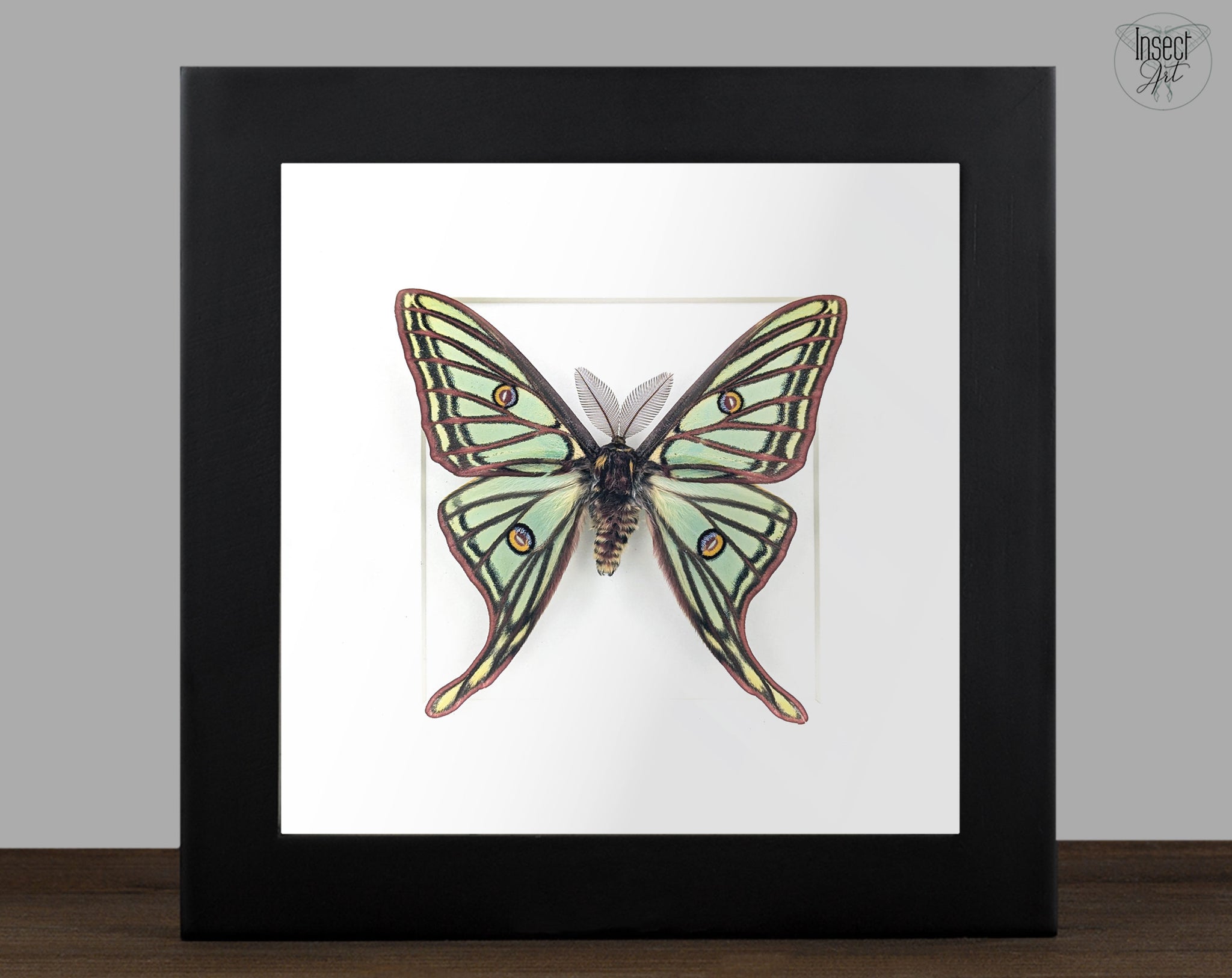 Graellsia isabellae Spanische Mondmotte Männchen im Rahmen